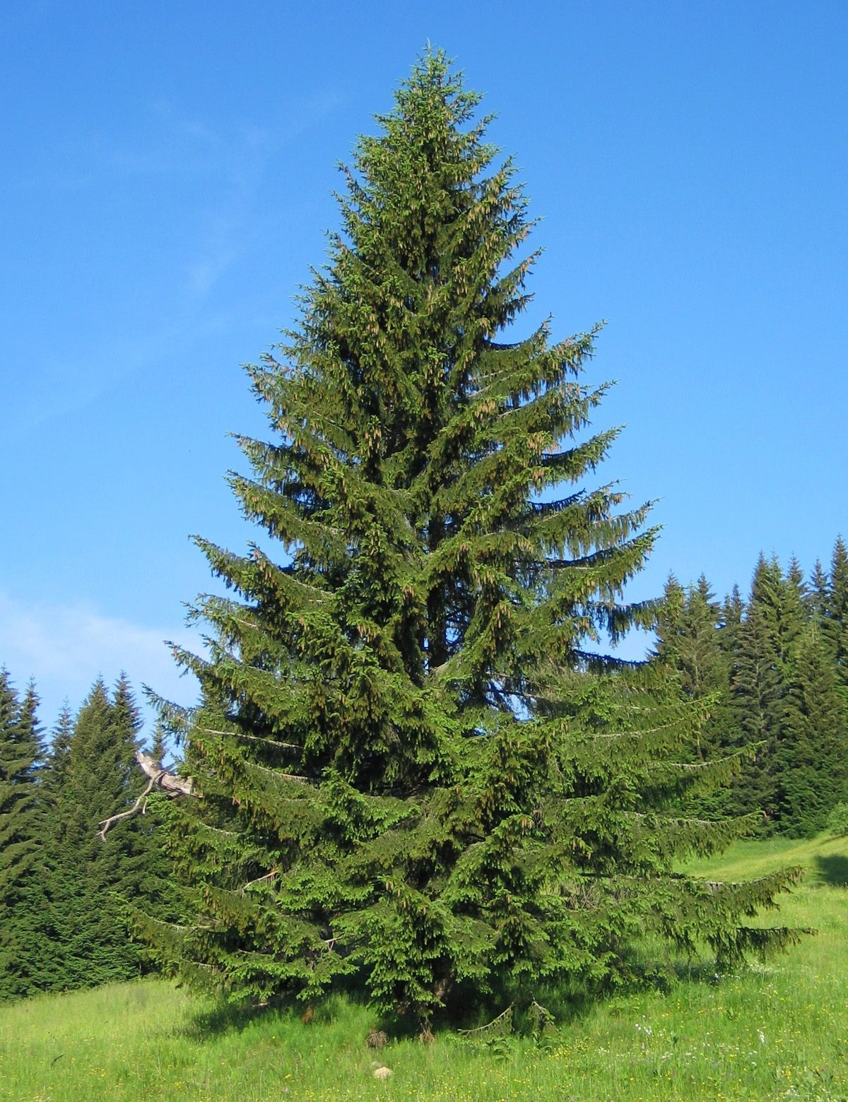 фото елки в лесу летом