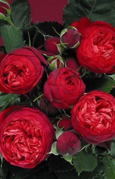 Саженцы Розы чайно-гибридная Пиано Ред