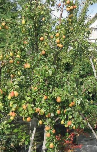 Плодовое дерево груши сорт Дюшес - купить оптом и розницу по низкой цене сдоставкой по Москве и области!