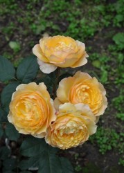 Цветки розы Вел Бинг