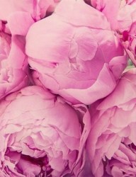 Пионы обыкновенные Розовые