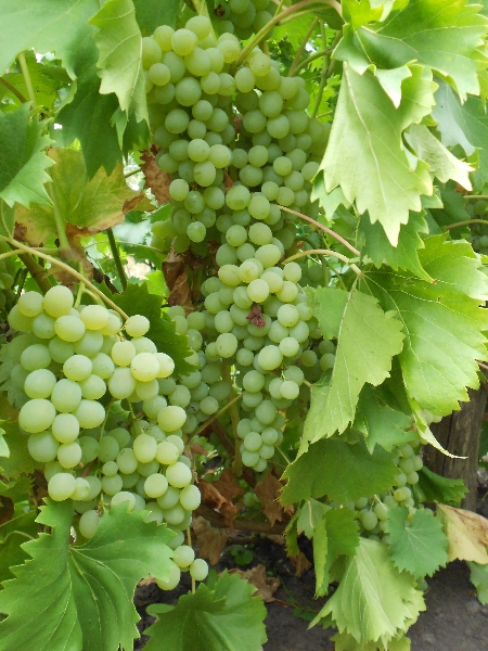 Виноград Аврора