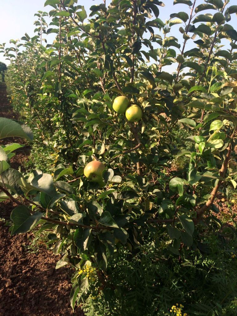 Специалисты назвали лучшие сорта яблонь для Красноярского края